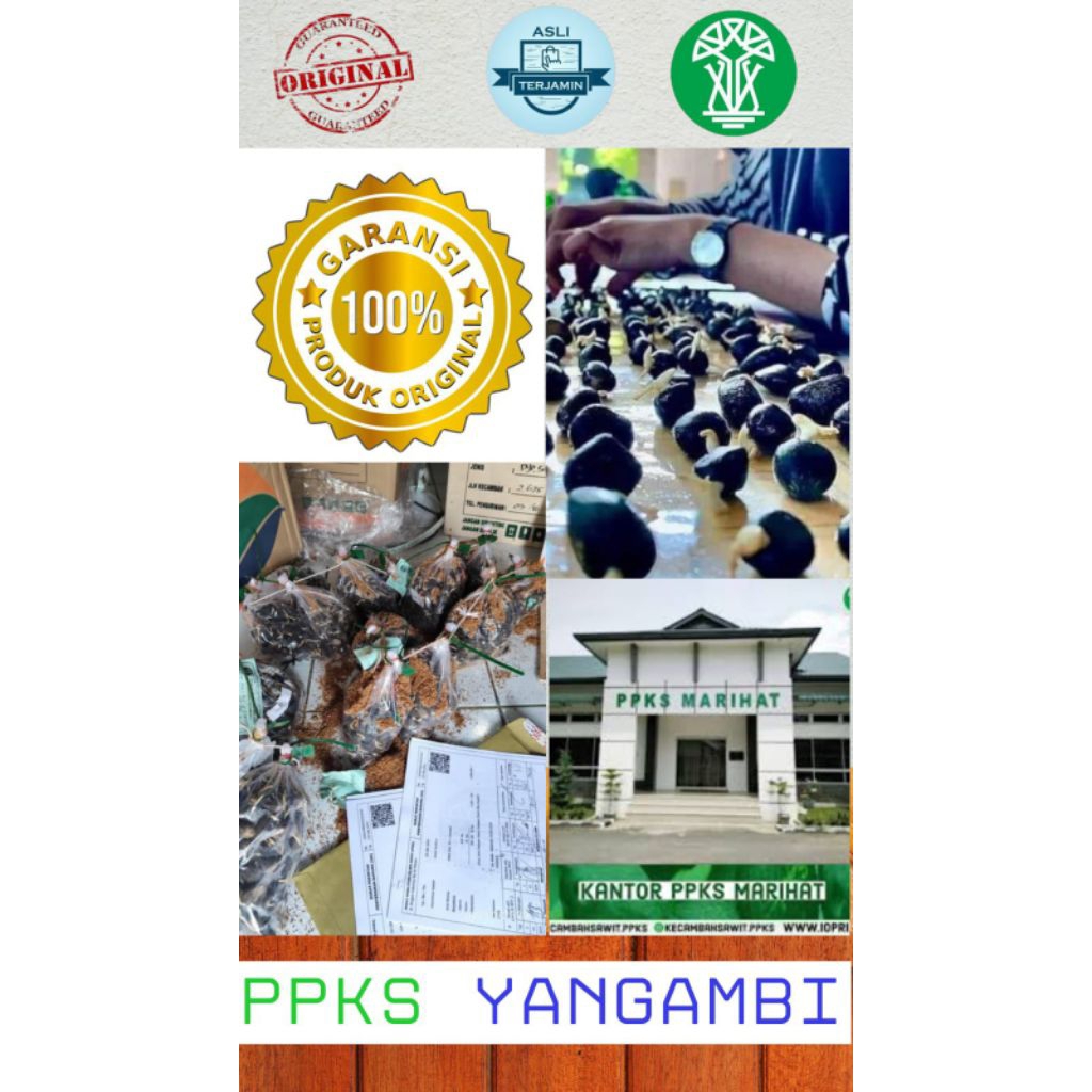 macam-macam bibit benih kecambah sawit PPKS original