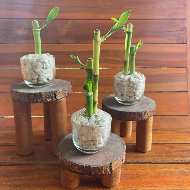 Bambu Rejeki | Bambu Hoki | Bambu Cina