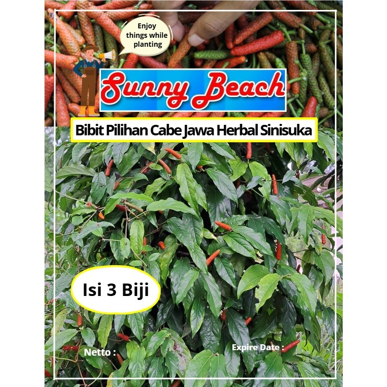 Bibit Pilihan Cabe Jawa Herbal Sinisuka | Biji Benih Cabe Jawa | Cabai Jamu