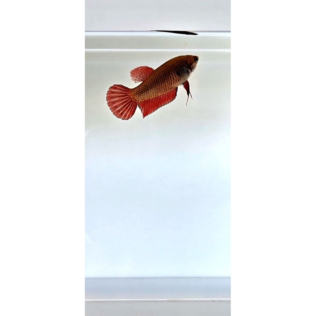 Wild Betta Splendens Red Size M