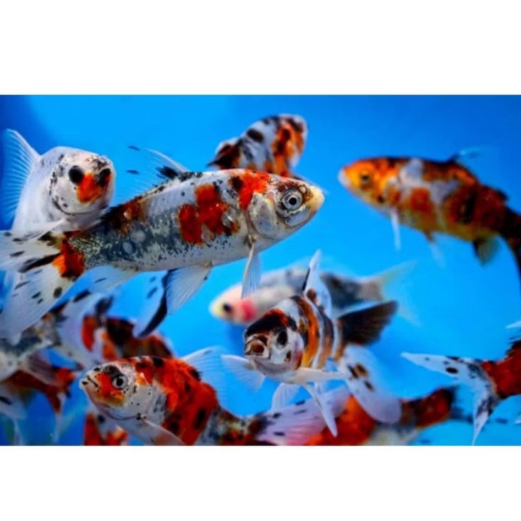 IKAN HIAS KOMET PANCA WARNA BOKIM SIZE 3-5 CM [ISI 15 EKOR]