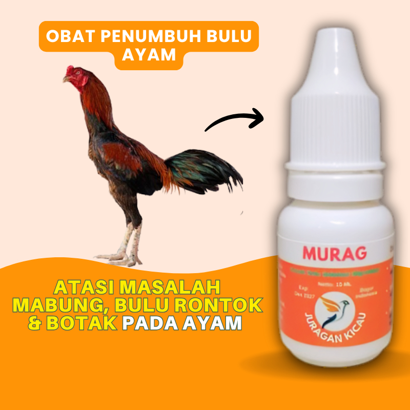 Obat Penumbuh Bulu Ayam Setelah Rontok Ngurak Mabung Nyulam