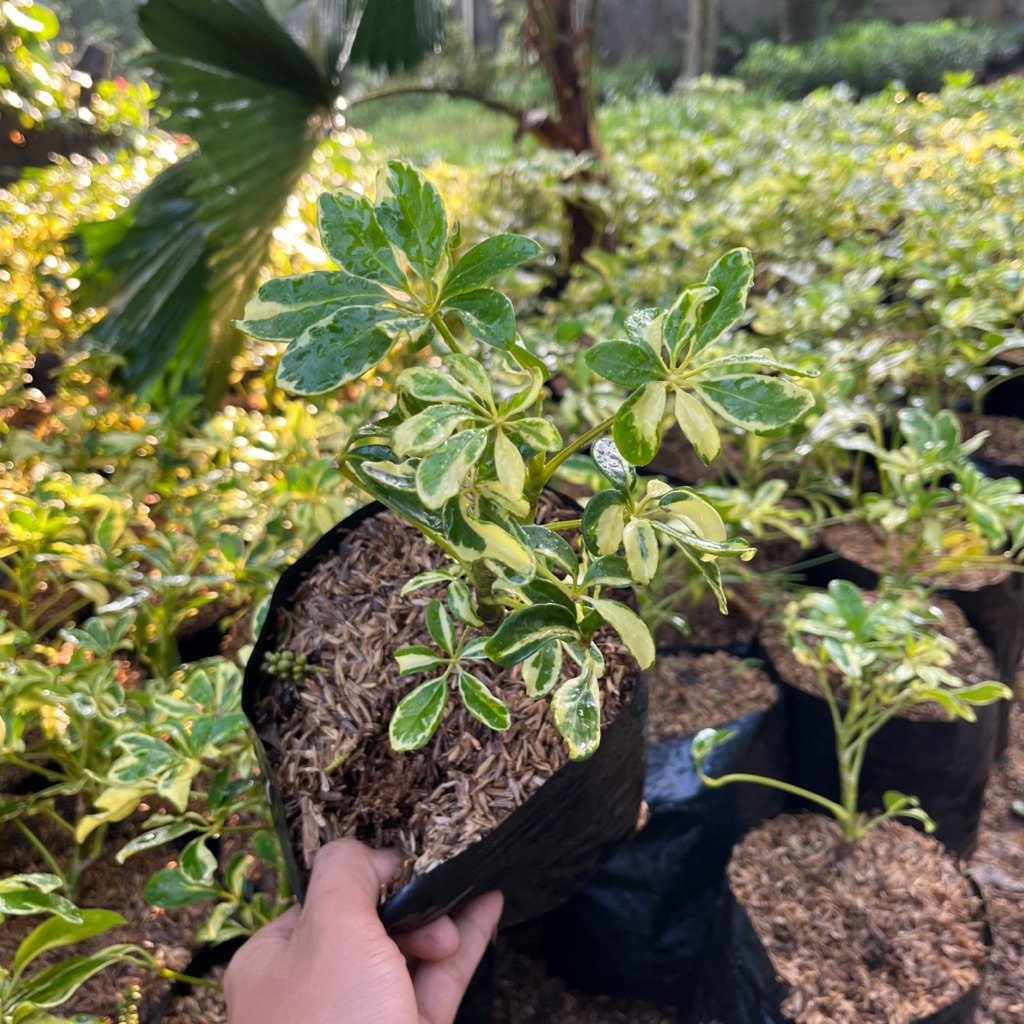 TANAMAN HIAS WALISONGO VARIGATA || WALISONGO VARIGATA