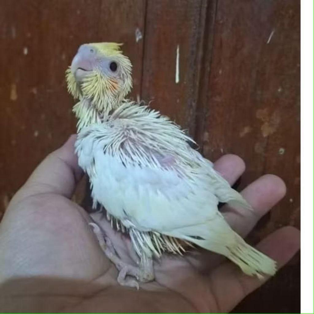 BABY BURUNG FALK ANAKAN REMAJA BURUNG PARKIT AUSTRALIA