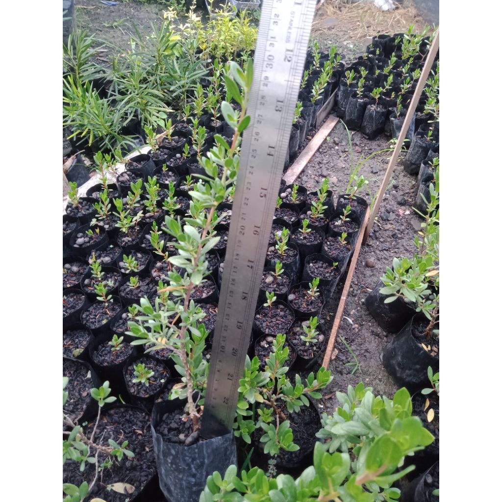 Bibit santigi karang semai biji Size 30 cm