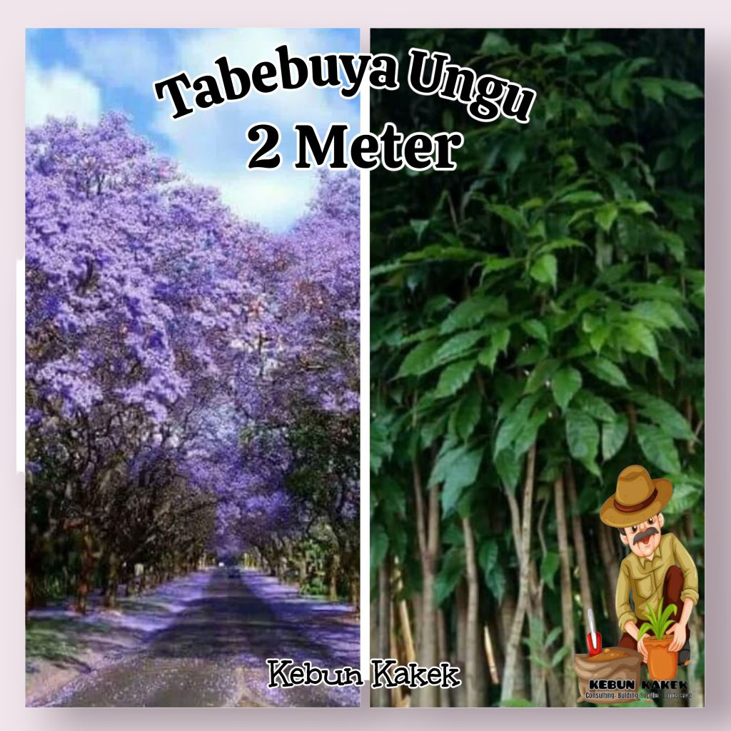Tabebuya Ungu 2 Meter / Tanaman Pelundung Tabebuya Bunga Ungu / Pohon Tabebuya Ungu Tinggi 2 Meter