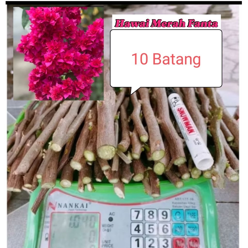 (READY STOK) 10batang Stek Batang Bougenville Hawai Merah Fanta (Hawai Merfan)
