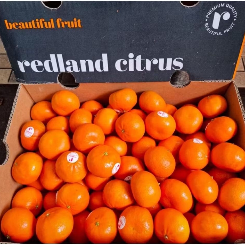 Jeruk mandarin afourer Tangerine jeruk wokam baby imperial jeruk kecil