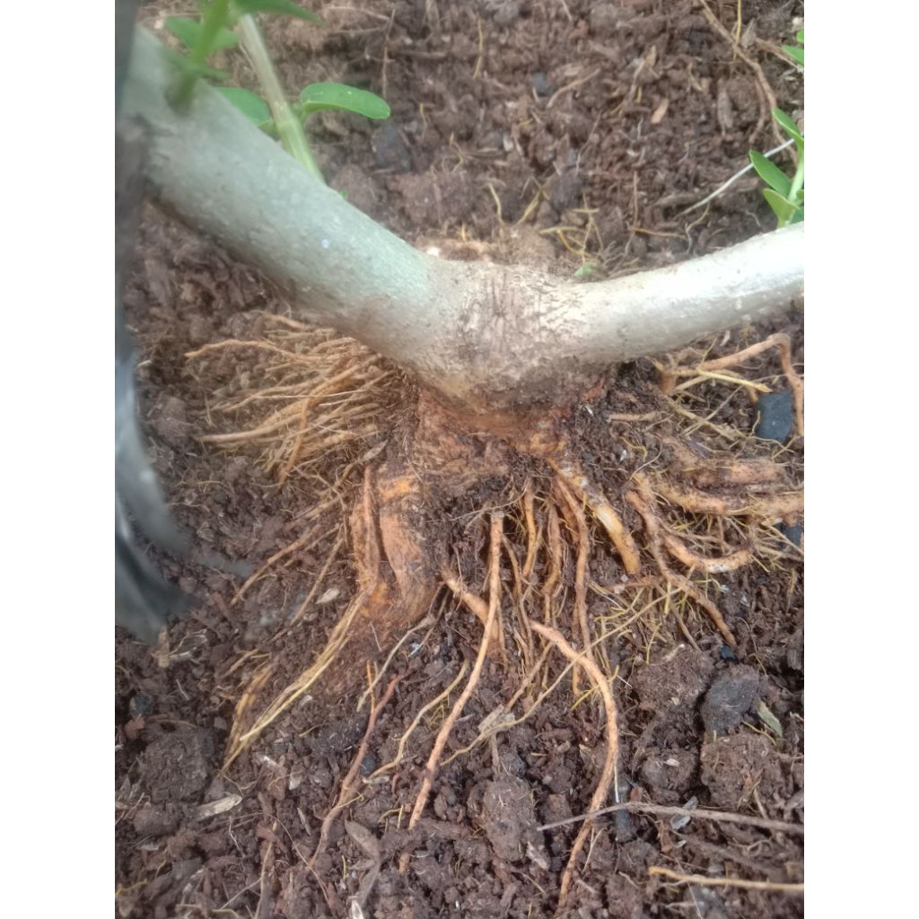 Kyoolaa Sancang Bahan Mame Akar Mutar Sehat Dan Kuat