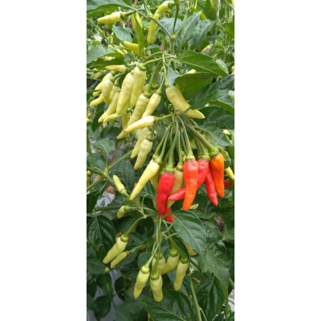 Bibit Cabe Rawit Unggul BESTOP Bibit Cabe Kaliber Unggul Tahan Virus Benih Cabe Rawit Unggul Bibit C