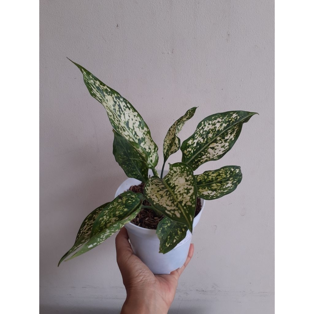 Aglaonema Snow White