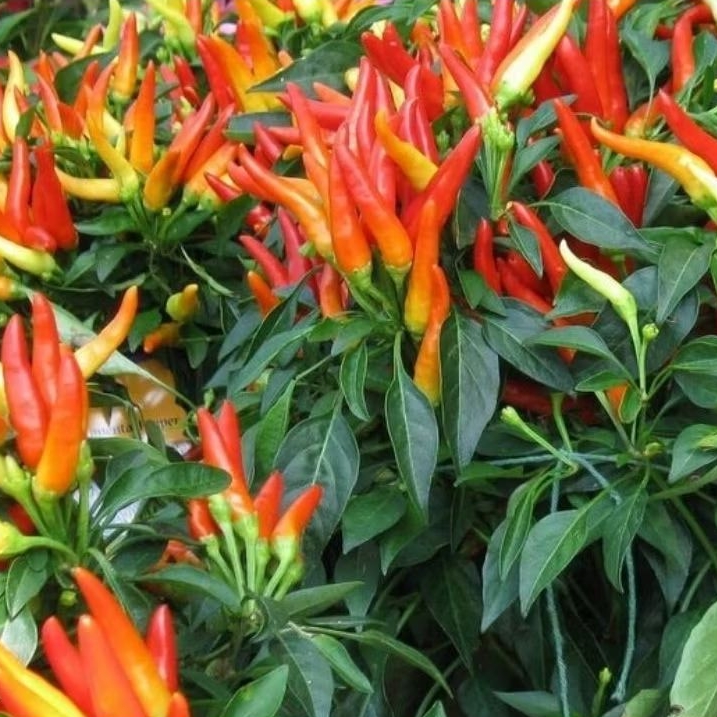 Pohon cabe rawit setan super pedas / Tanaman cabai rawit pedas