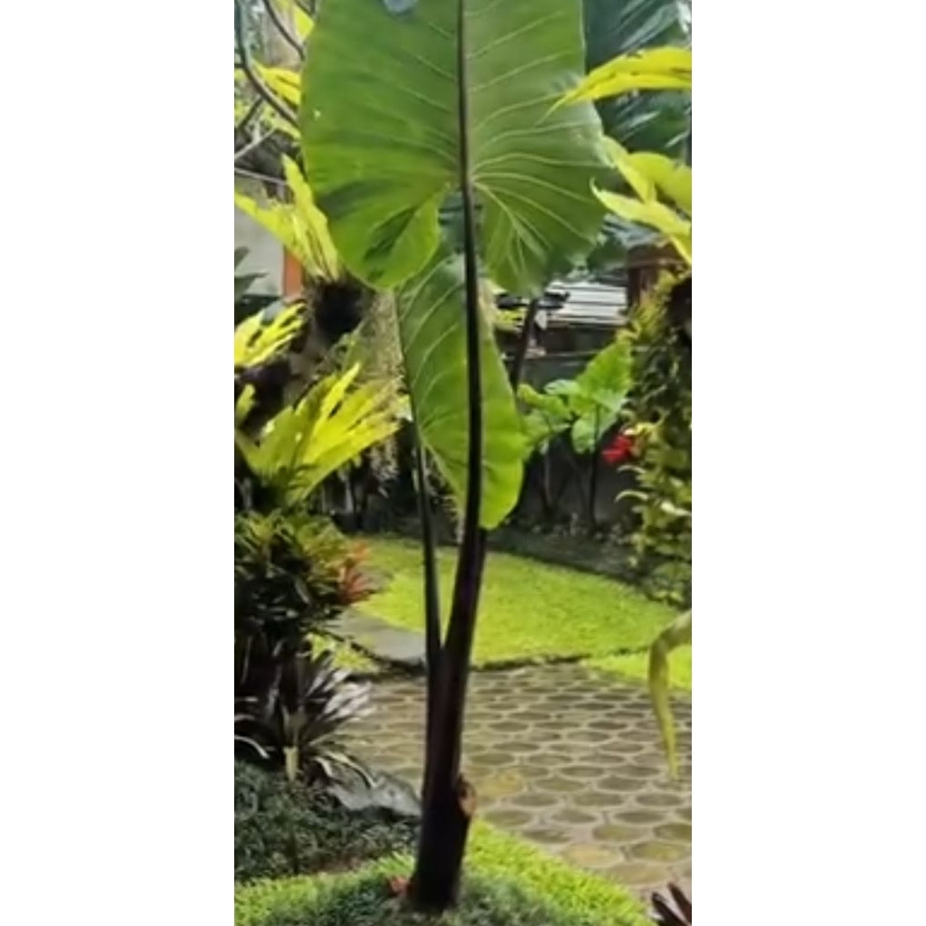 Alocasia macrorrhiza sente hitam jumbo talas ungu raksasa