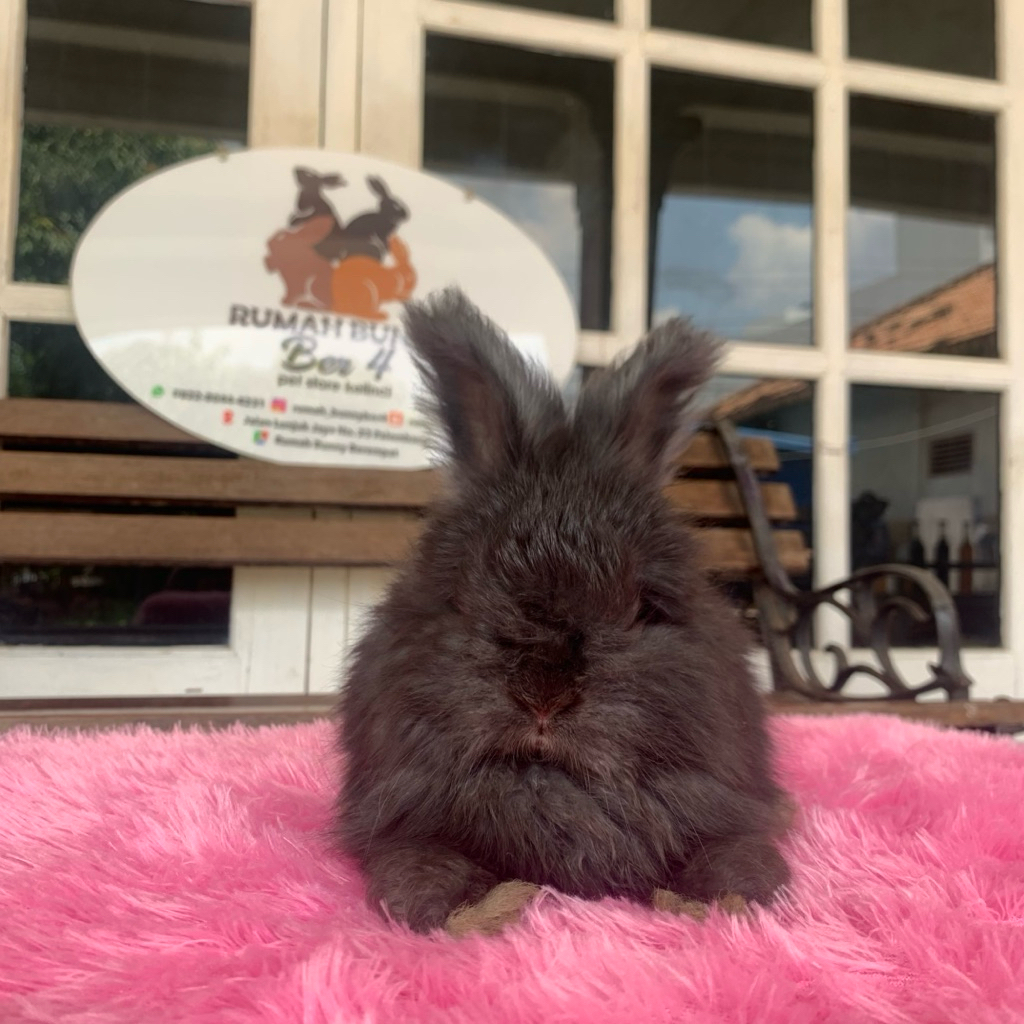 kelinci english anggora betina 1