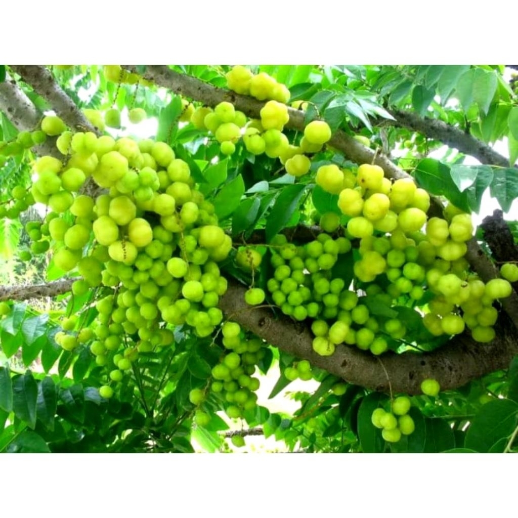 1kg buah cermai segar & fres