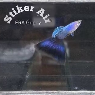 Stiker Air Guppy Singa Blue Tail