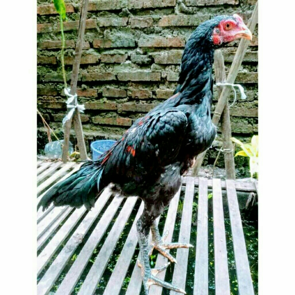 Ayam jantan Black bull muda