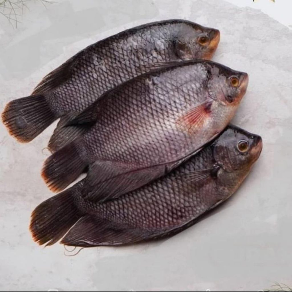 ikan gurame segar bandung