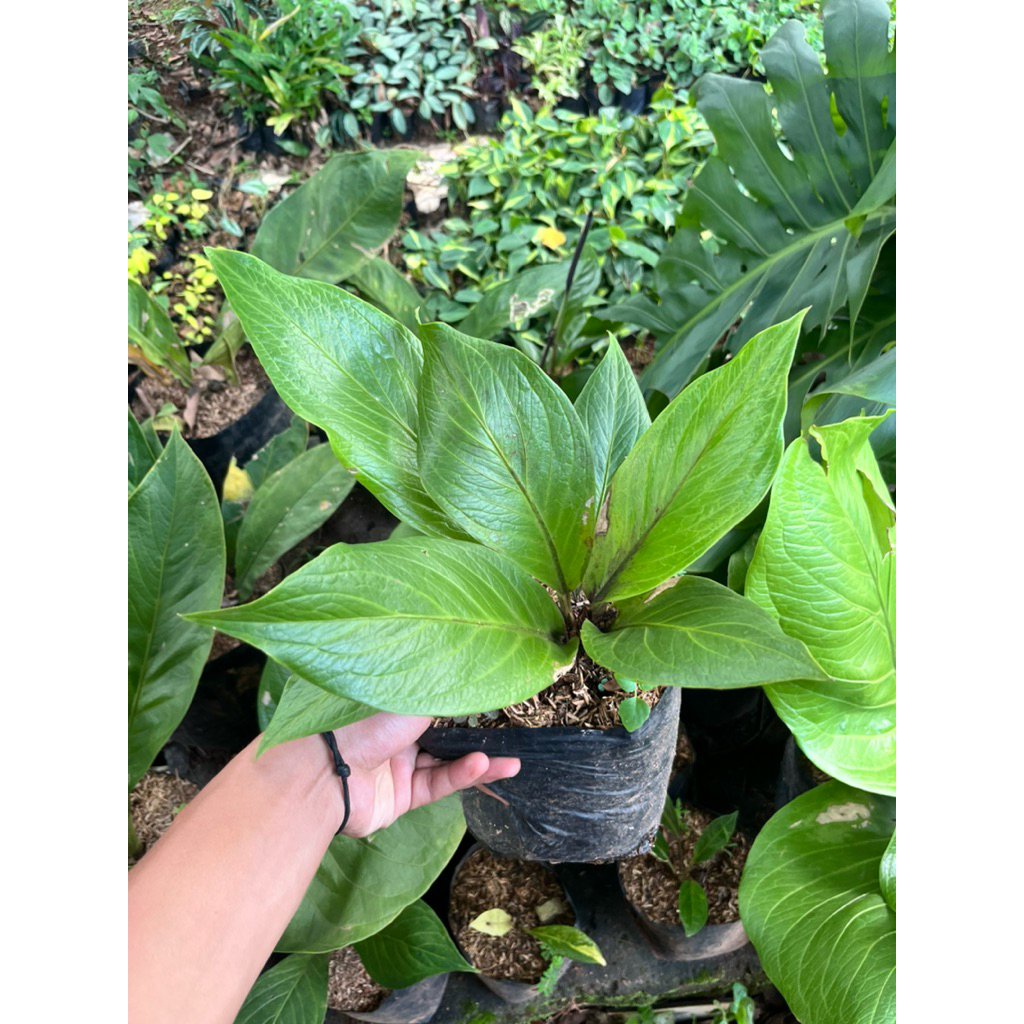 tanaman hias anthurium jemani - anthurium jemani