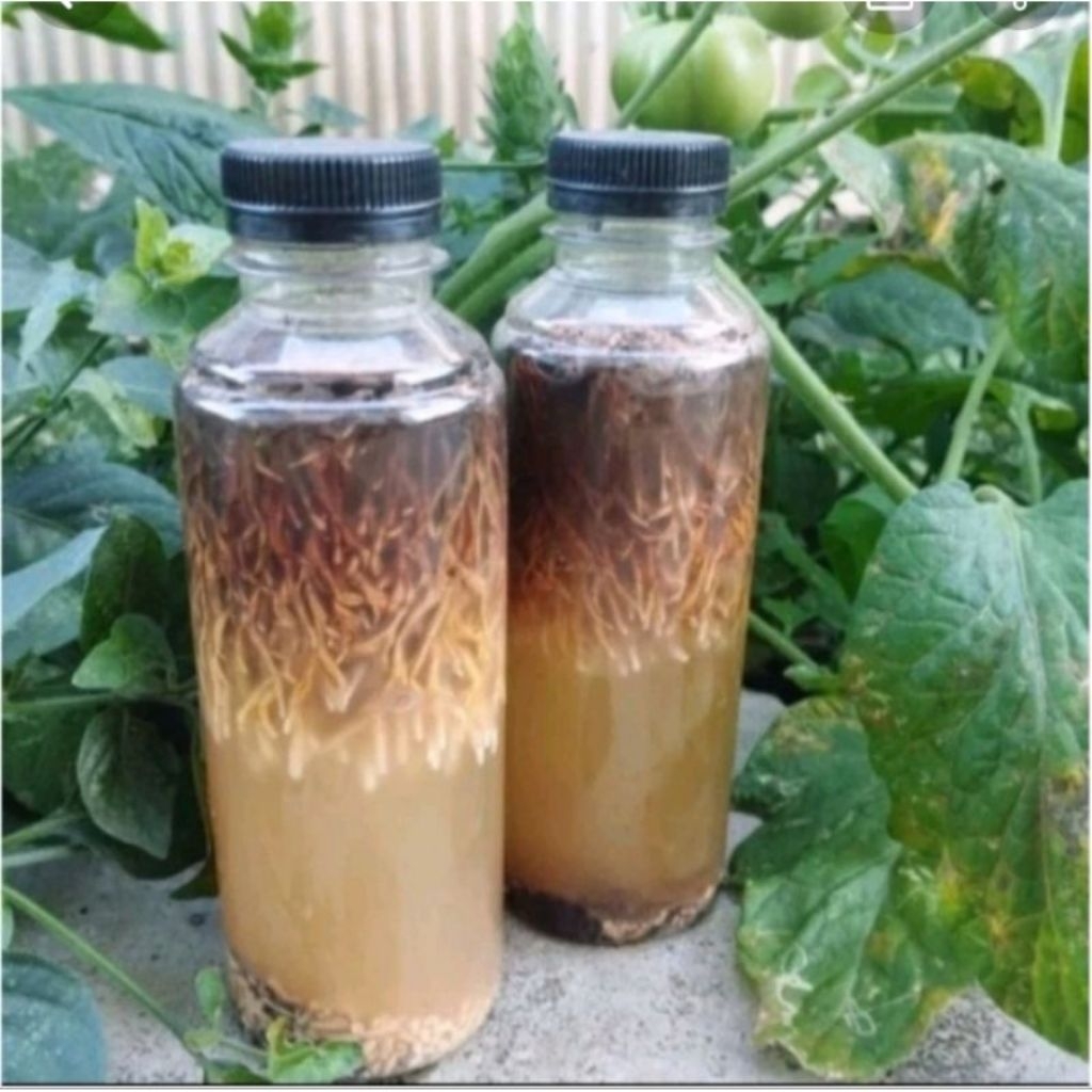 bibit biang jamur jakaba super jamur keberuntungan abadi pupuk organik + air media termurah