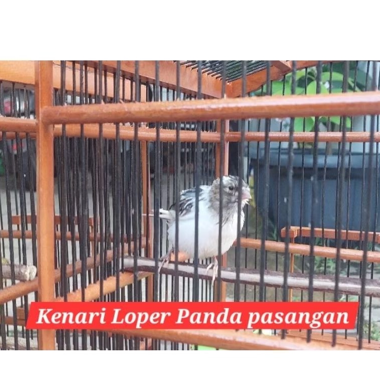 kenari panda Loper pasangan bahan