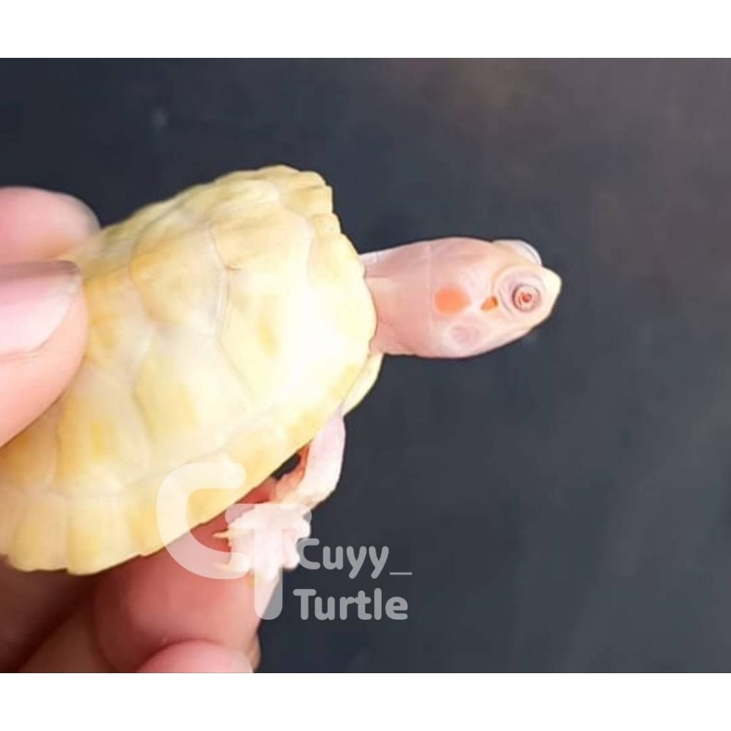 Res Lubino | Leucestic Albino | Mata Merah Setengah