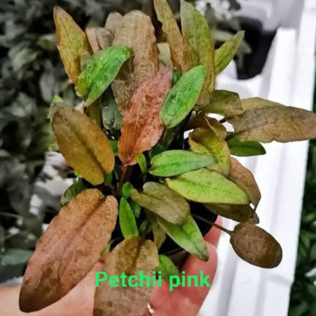 Cryptocoryne petchii pink, beli 5 dapat bonus