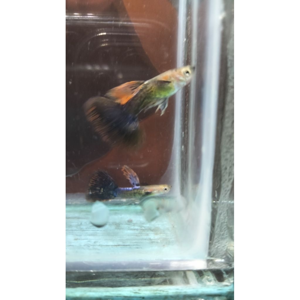 ikan Guppy dragon