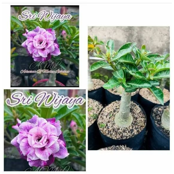 tanaman adenium bunga tumpuk bonggol besar