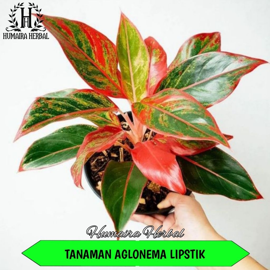 Tanaman Hias Aglonema Lipstik Aglonema Siam Aurora Pohon Hias Pot