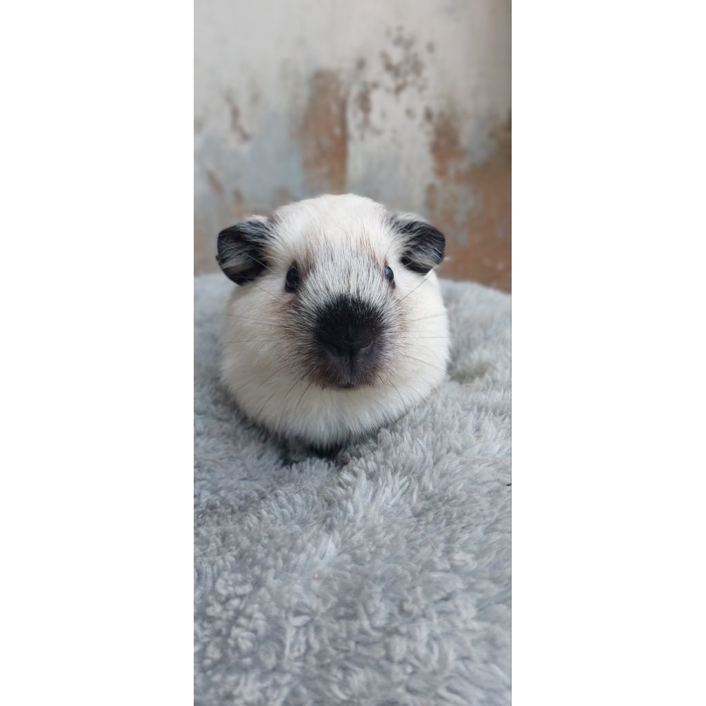 Marmut American California GuineaPig