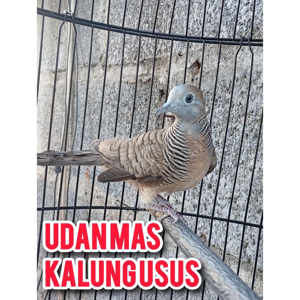 perkutut alam suara KUNG,3 katuranggagan:UDAN MAS+kalung USUS+banyuwicitra,mulai Gacorrg:126