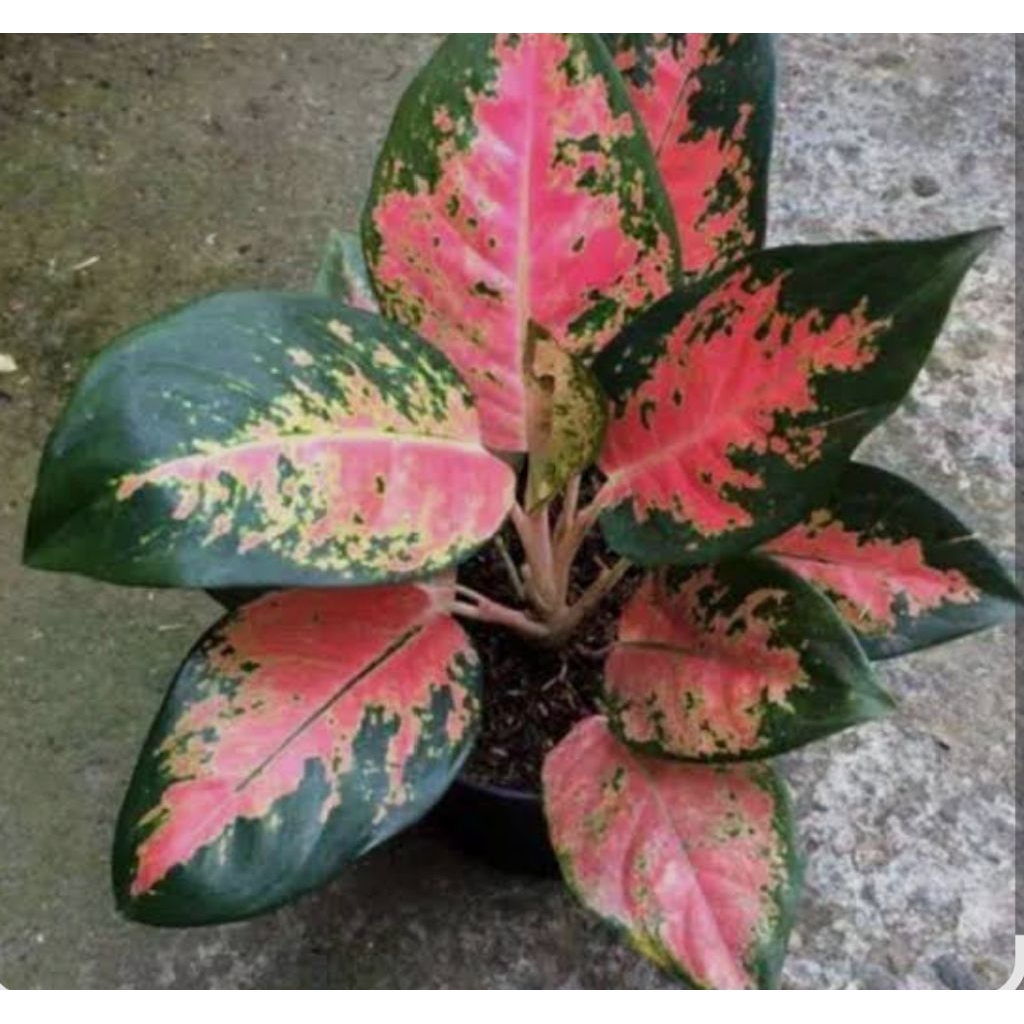 Aglonema Kochin pink