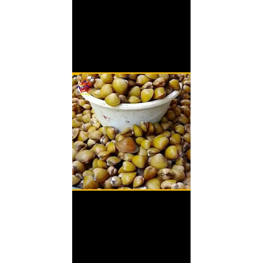 1kg remis/laya hidup kerang hidup obat alami liver/penyakit kuning