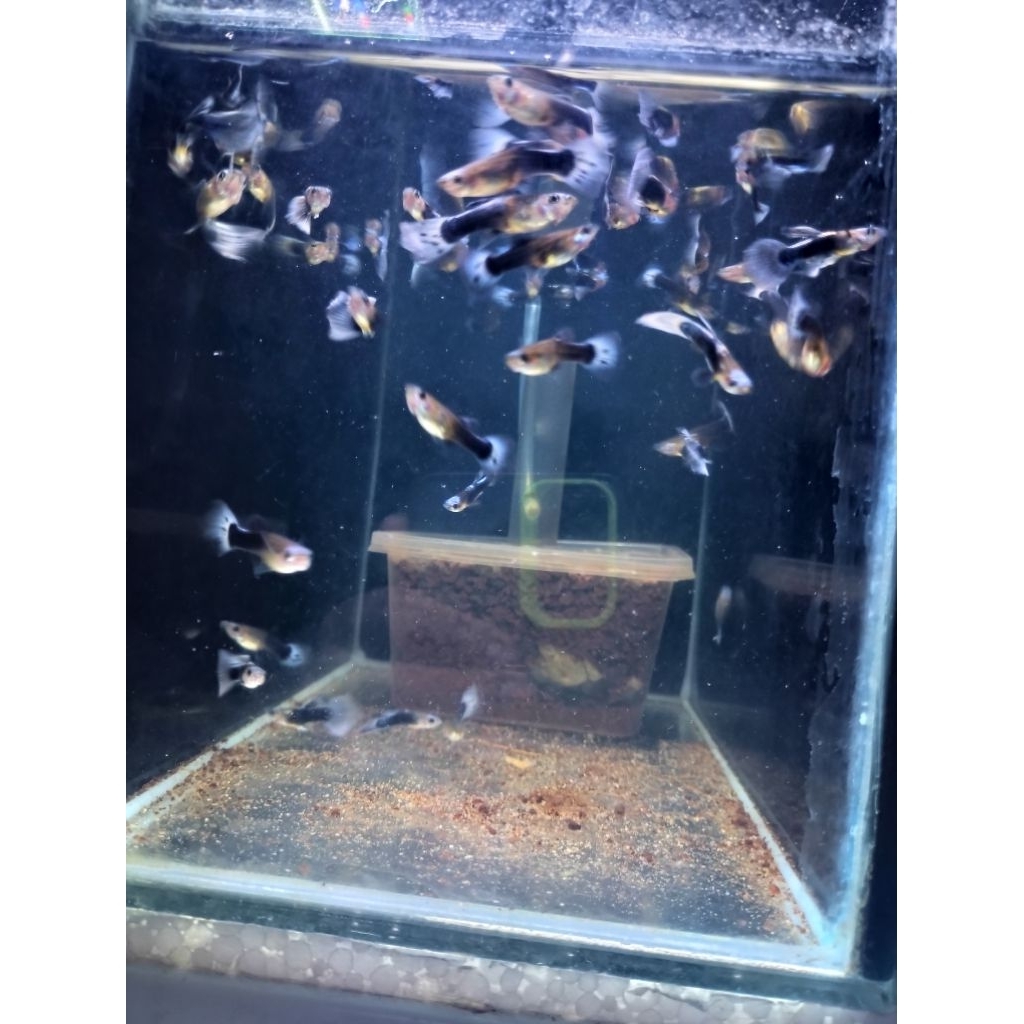 ikan hias tuxedo blue koi