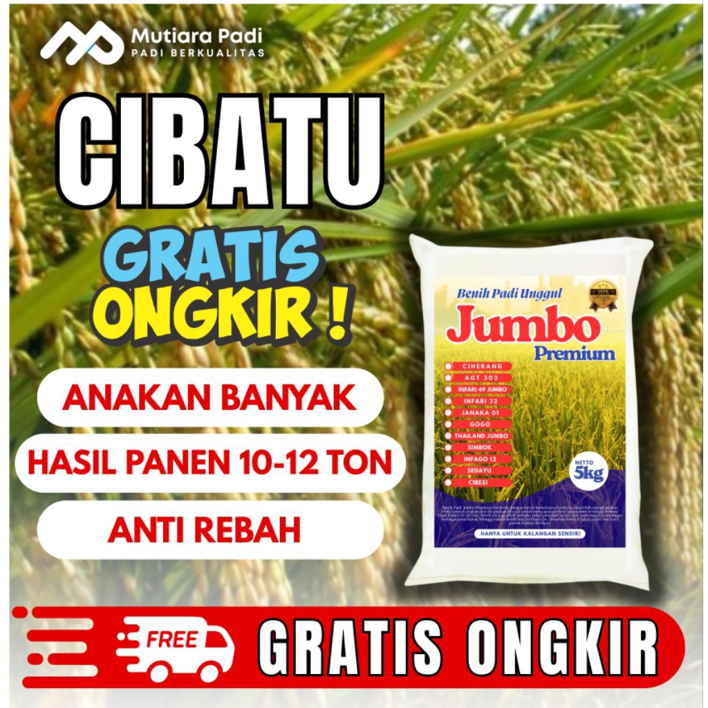 BIBIT PADI UNGGUL BERKUALITAS BENIH PADI CIBATU 1KG