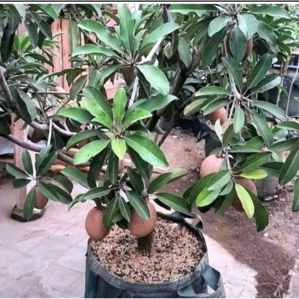 BIBIT SAWO JUMBO(SUDAH BERBUAH)