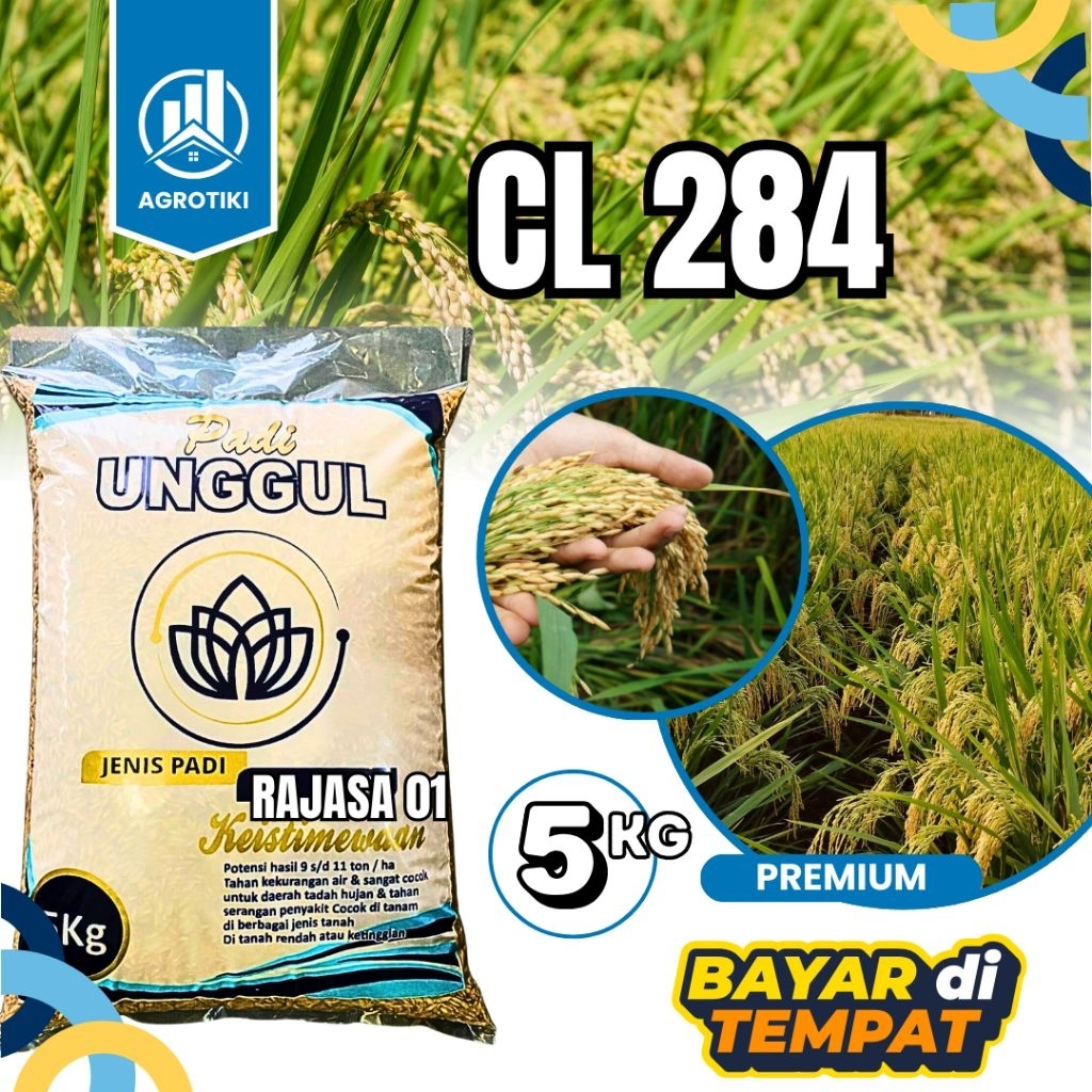 benih padi unggul cl 284 benih padi unggul cl berkualitas super premium kemasan 5kg