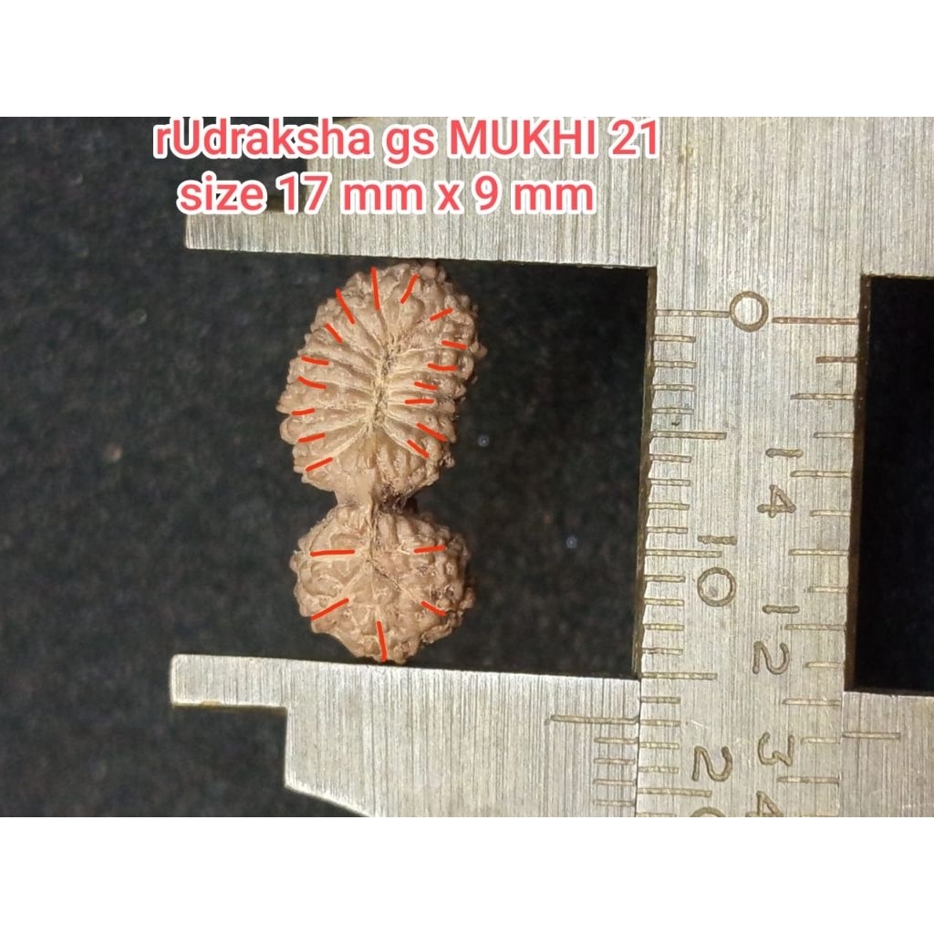 LIONTIN RUDRAKSHA GS MUKHI 21 SIZE 17 mm x 9 mm