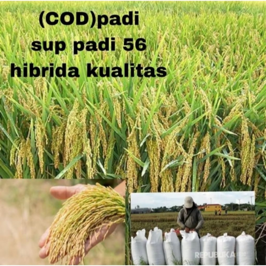 benih padi suppadi 56 hibrida kemasan 1kg