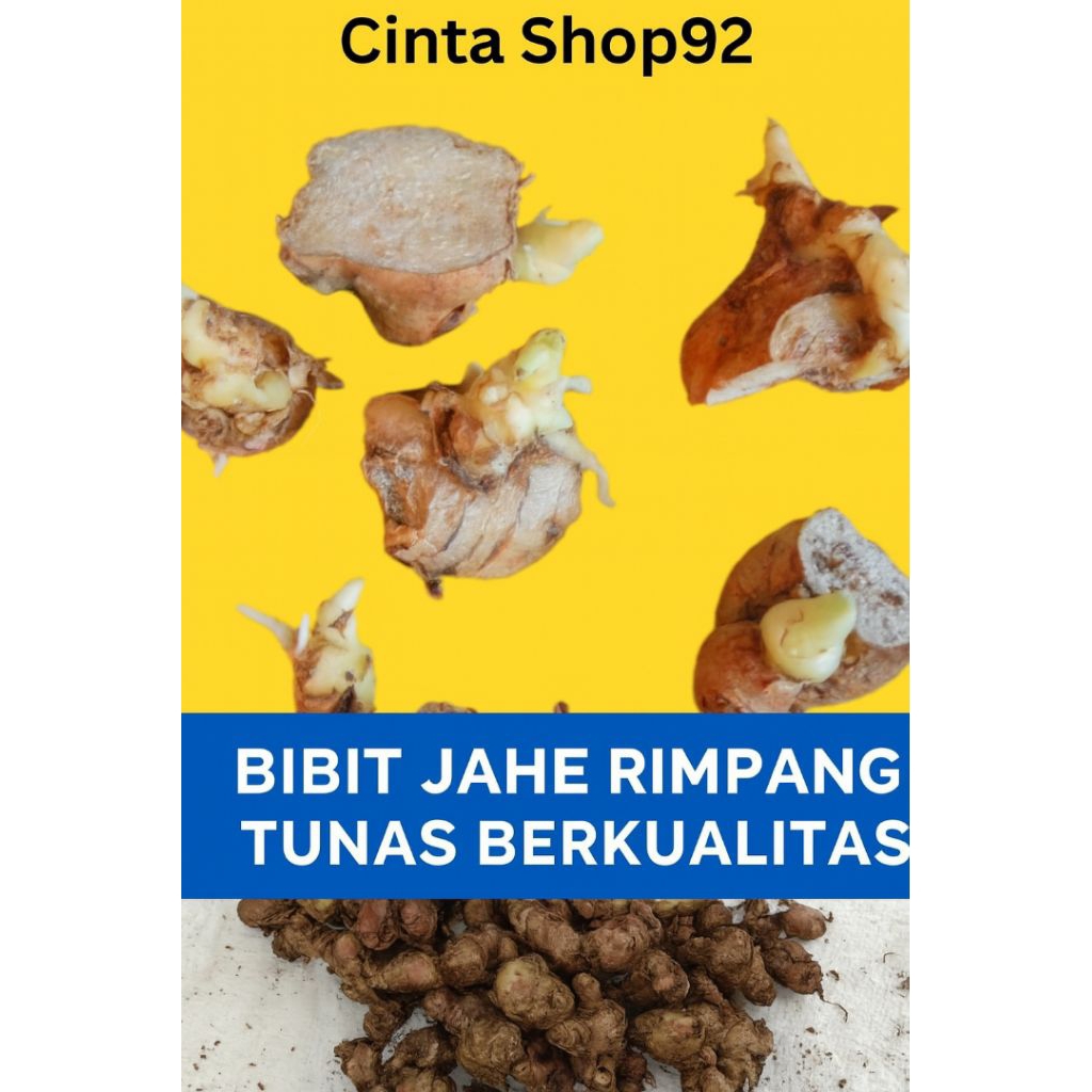 bibit jahe rimpang