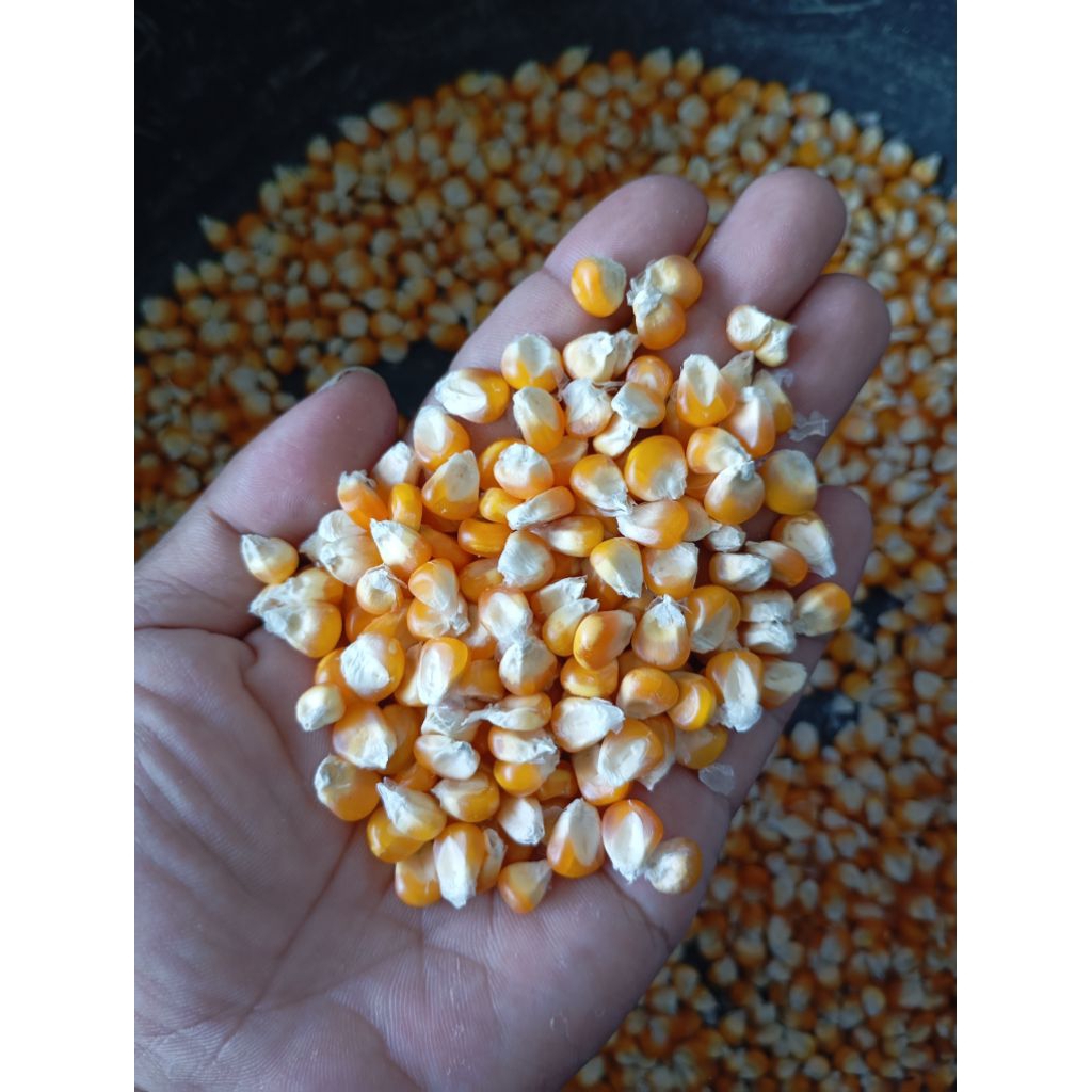 Jagung Pipil Kering Hibrida Pakan Ayam Unggas 1kg