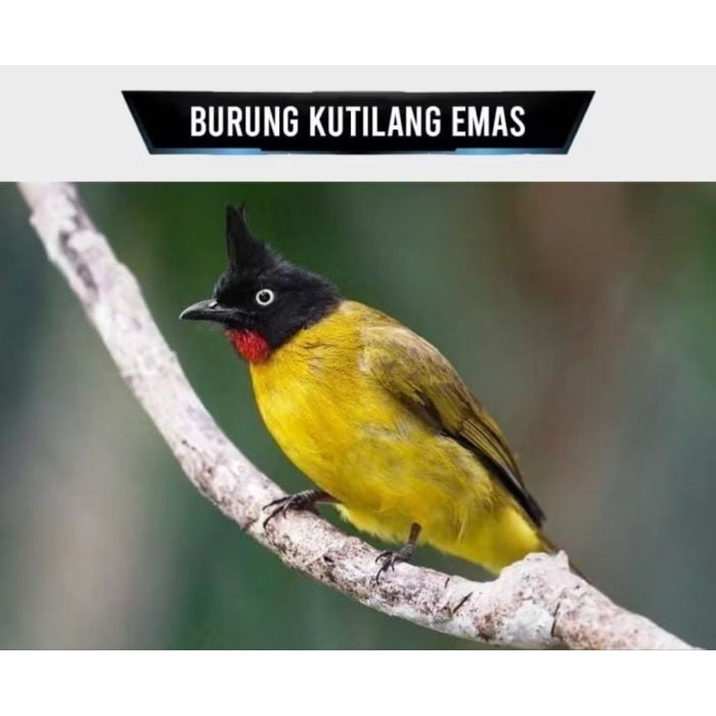 Burung Kutilang Emas Jantan Pilihan Jumbo super