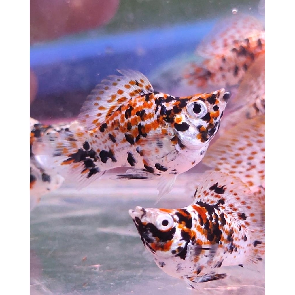 MOLLY MERPATI CALICO SAILFIN