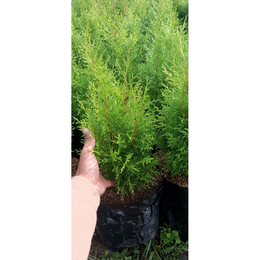 Tanaman Cemara rentes wangi/cemara wangi