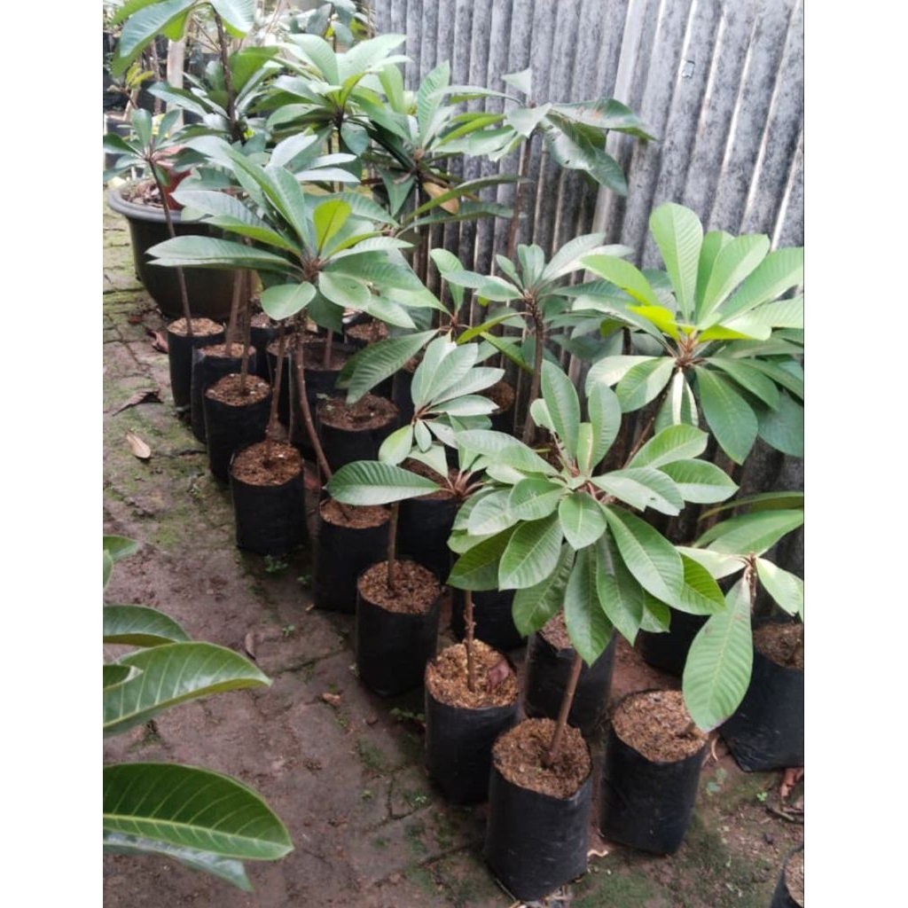 Mamey Sapote Keywest buah bulat