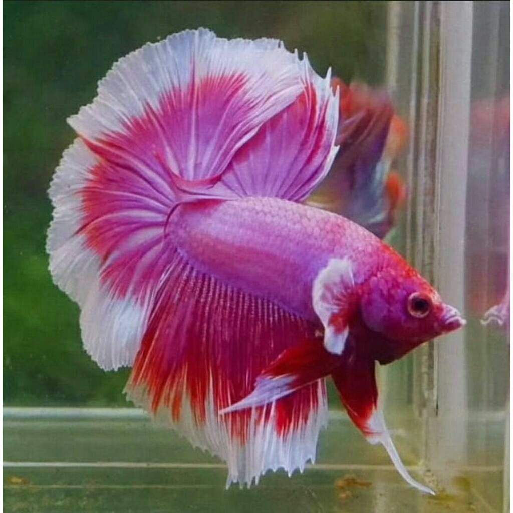 Ikan Cupang Halfmoon Cantik - ikan cupang hias jantan warna solid/multi