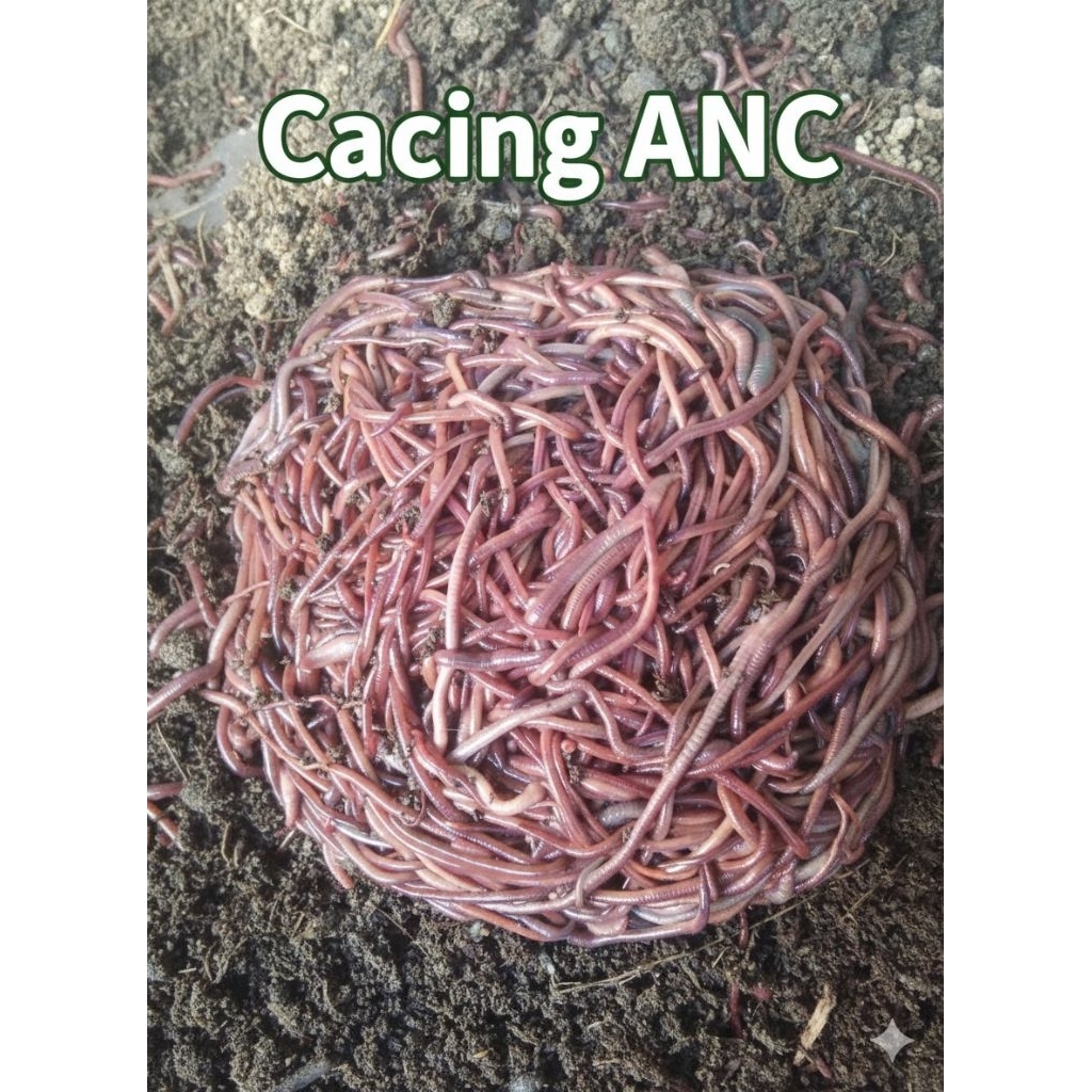 Cacing Tanah Merah ANC Hidup