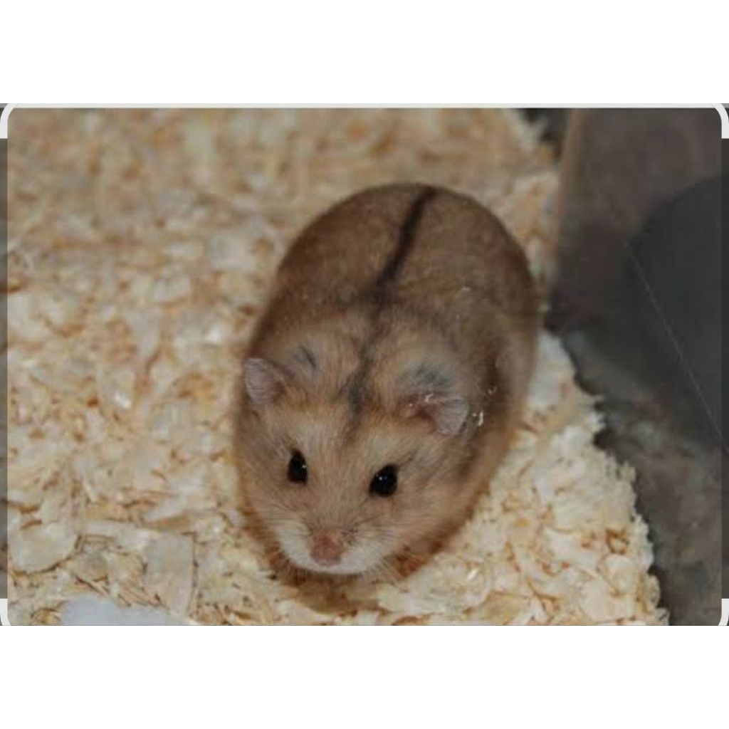 INDUKAN HAMSTER CAMPBELL POLOS