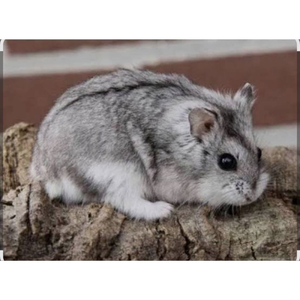 INDUKAN HAMSTER CAMPBELL DOMINAN